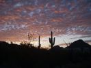 Saguaro NP